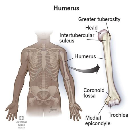 Proximal Humerus Anatomy