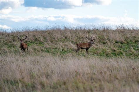 Red Deer with Large Antlers during Rutting Season on the Grassland in ...