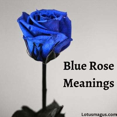 Blue Rose Meaning - Dark Colored Roses are Symbol of Love?