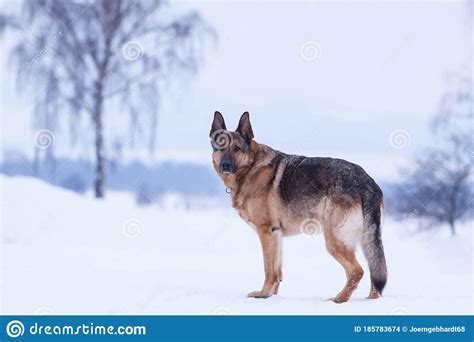 German Shepherd Dog in the Snow Stock Photo - Image of snow, purebred ...