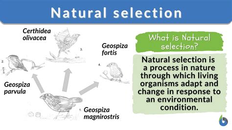 Natural selection - Biology Online Dictionary