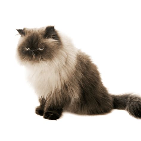 Himalayan Ragdoll Cat: All You Need To Know | ThatCatBlog