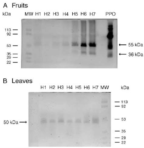 Partially denaturing SDS-PAGE followed by in-gel staining for ...