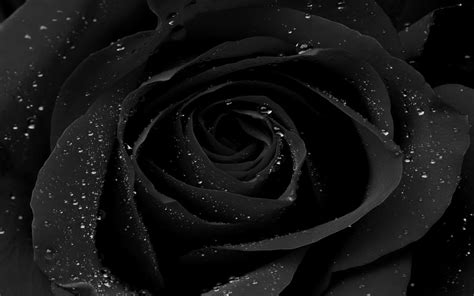 Black Roses Desktop Wallpapers - Wallpaper Cave