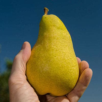 Pineapple Pear | Pear Fruit Trees | Spring Hill Nurseries