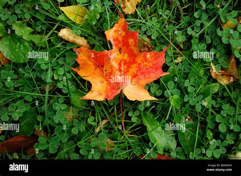 Fall colours colors leaves meadow ground Allegany State Park New York ...