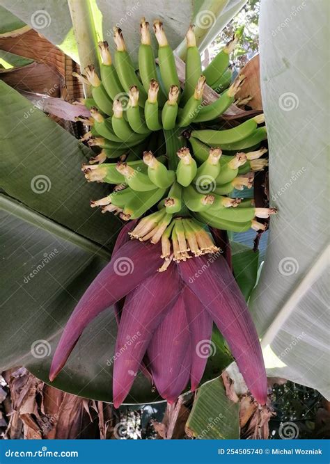 Flowers and plants of Peru stock photo. Image of machu - 254505740