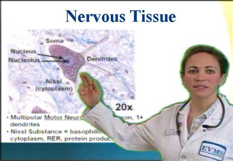 Histology: Nervous Tissue - Anatomy Guy