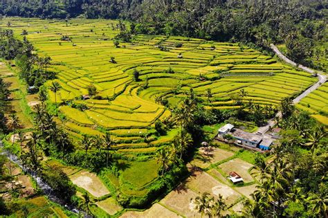 8 Best Bali Rice Terraces - Most Popular Places to See Rice Paddies in ...