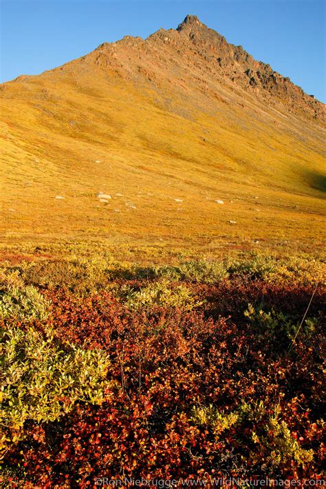 Arctic National Wildlife Refuge | Photos by Ron Niebrugge