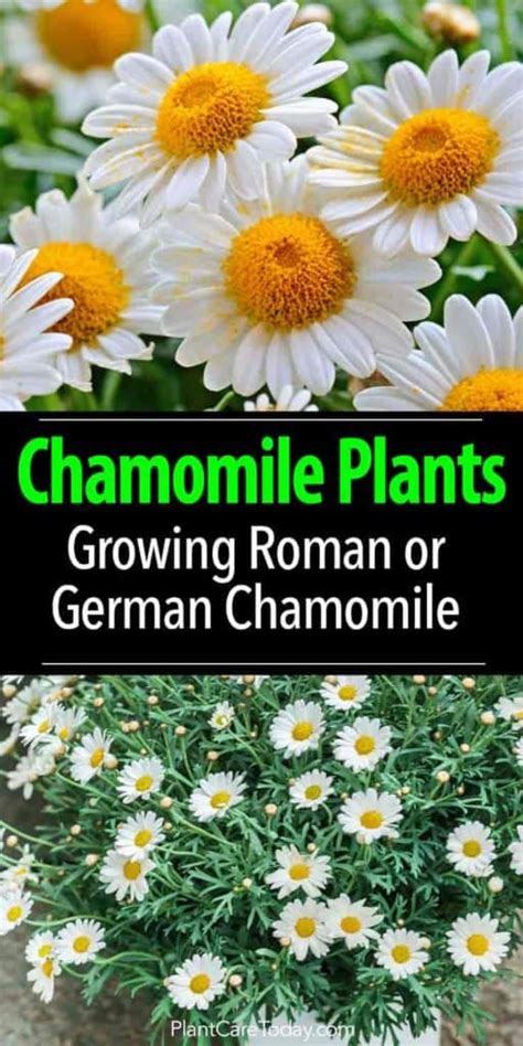 Chamomile Plant Care: How To Grow Chamomile Flowers