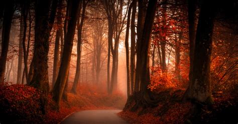 Download 3840x2160, Autumn Forest Path Wallpaper - Forest Hd Wallpaper ...