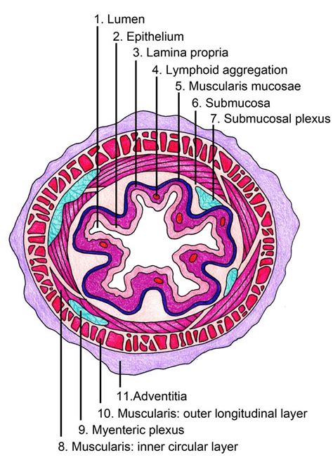 Esophagus Layers Diagram