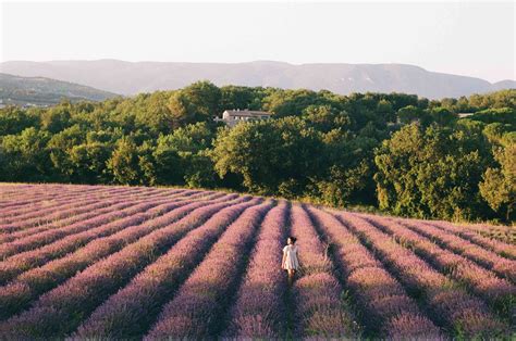 5 Days in Provence : Lavender Fields and Luberon Villages | Independent ...