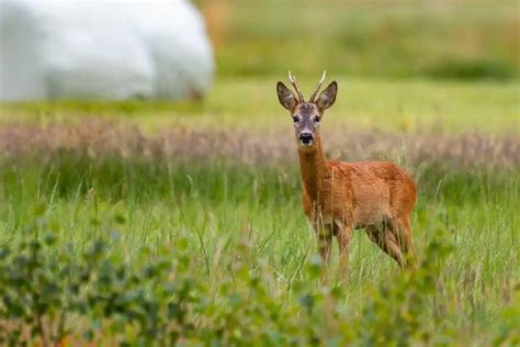 11 Animals That Live in Meadows - Wildlife Informer