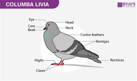 Pigeon - Diagram and Description