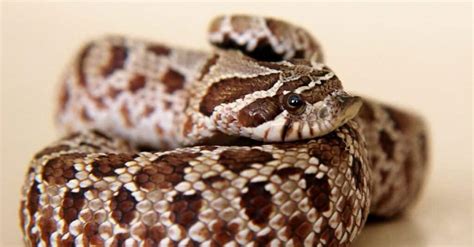 Western Hognose Snake - A-Z Animals