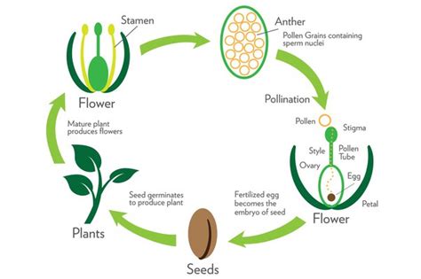 Plant Reproduction Diagram