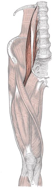 Psoas Major | Action, Function & Attachments | Study.com