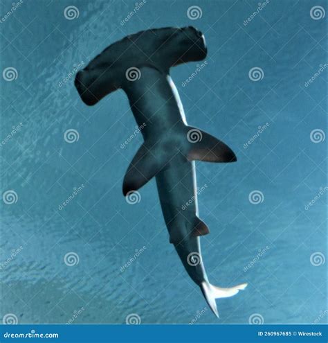 Top View of the Hammerhead Shark in the Aquarium Pool Stock Image ...