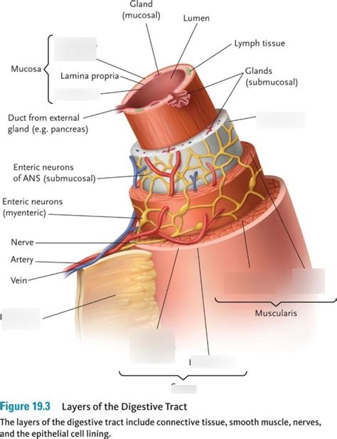 Digestive System - Layers of GI Tract Diagram | Quizlet