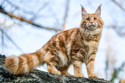 Maine Coon cat breed - Information & characteristics