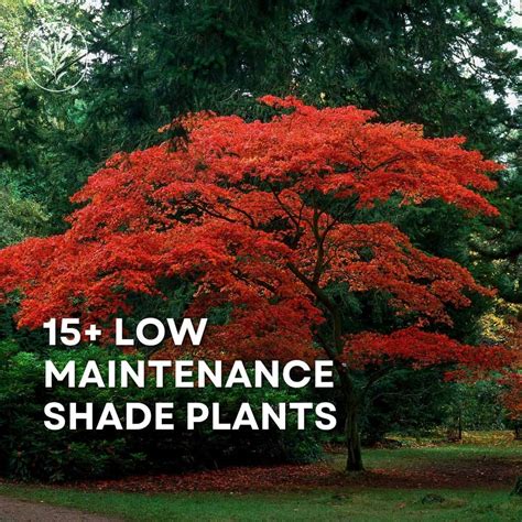 Low Maintenance Shrubs For Shade at Natasha Rosalba blog