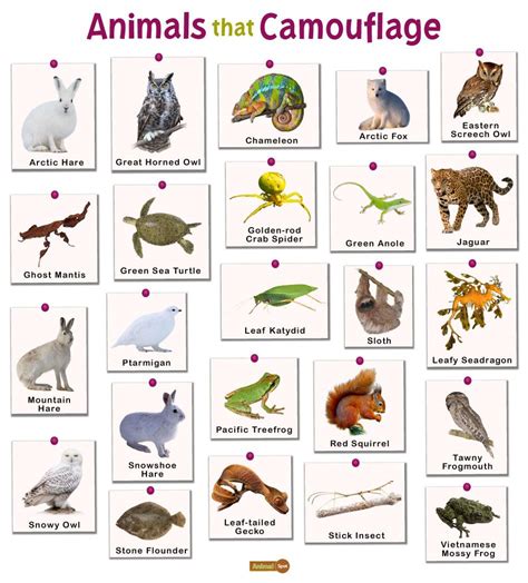 Animals that Camouflage: List and Facts with Pictures