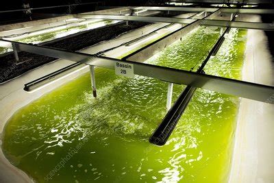 Microalgae production for biofuels - Stock Image - C011/4025 - Science ...