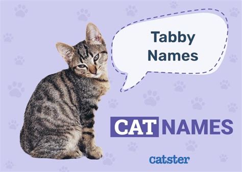 235 Tabby Cat Names for Felines With Swirls, Stripes & Spots - Catster