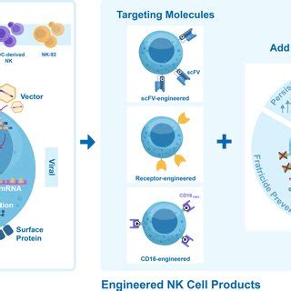 Overview of engineered NK cell therapies. From left to right: different ...