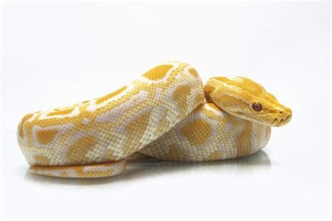 Albino Burmese Python Python Molurus Bivittatus Stock Image - Image of ...