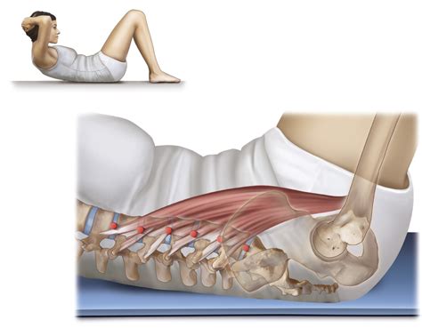 Psoas Muscle Function