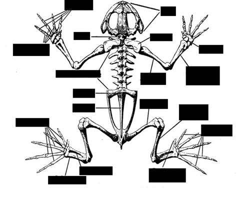 Frog Skeleton Diagram | Quizlet