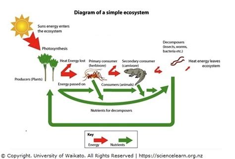 Simple ecosystem diagram — Science Learning Hub