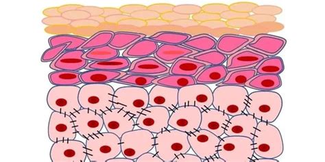 Epidermis Cell Types - Epidermal Cells A Complete Overview Microscope ...