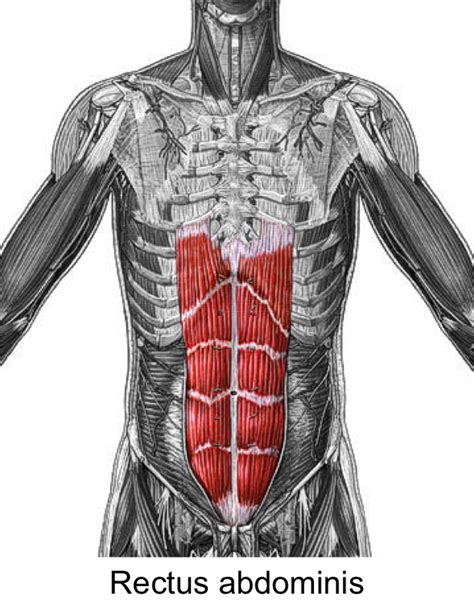 Rectus Abdominis - Function, Action, Origin and Insertion