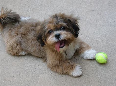 Shih-Poo Information - Dog Breeds at NewPetOwners