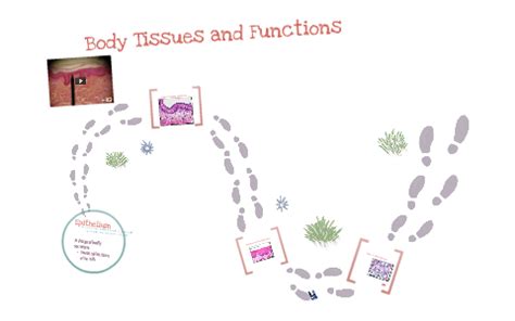 Body Tissues And Their Functions By Grant Ermis