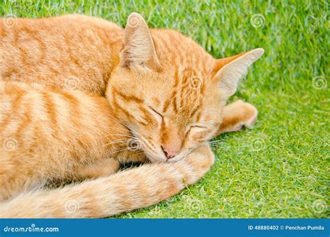 Sleeping yellow cat stock photo. Image of grass, face - 48880402