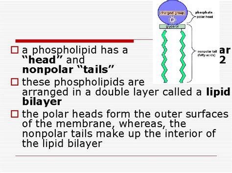 The Cell Membrane Cell Membrane o forms a