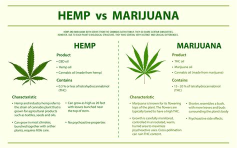 What's the Difference Between CBD, THC, Hemp, Cannabis, and Marijuana ...