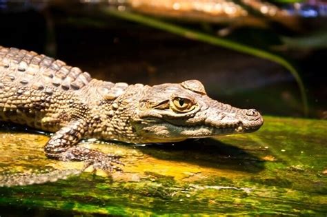 Crocodile Names: 160 Best Names for Crocodiles & Alligators | PetPress