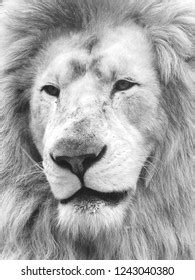 Lion Face Close Stock Photo 1243040380 | Shutterstock