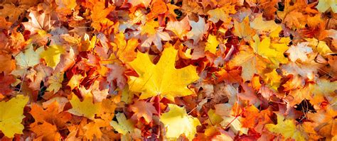 Maple leaves Wallpaper 4K, 5K, Autumn leaves, Fallen Leaves