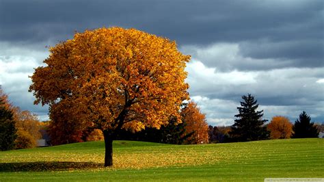 Tree wallpaper | 1920x1080 | #36290