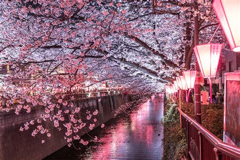 Japanese Cherry Blossom Tree Sketch ~ Sakura Blooming 3d Screensaver ...