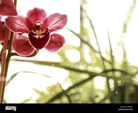 Orchids garden, flowerage of Madeira, Portugal, Madeira, Funchal Stock ...