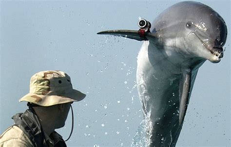 Are Ukrainian ‘killer’ dolphins really on the loose? – Foreign Policy