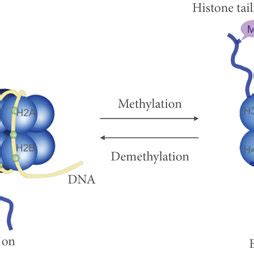 Schematic representation of histone methylation and demethylation. DNA ...